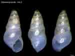 Afbeeldingsresultaten voor "odostomia Turrita". Grootte: 150 x 113. Bron: www.verderealta.it