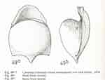 Afbeeldingsresultaten voor "cavolinia tridentata Danae". Grootte: 150 x 114. Bron: pelagics.myspecies.info