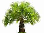Afbeeldingsresultaten voor Small Palm Trees. Grootte: 150 x 114. Bron: www.gardenloversclub.com