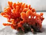 Image result for Clathria Clathria coralloides Stam. Size: 150 x 114. Source: alchetron.com