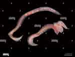 Kuvatulos haulle "glycera Tridactyla". Koko: 150 x 114. Lähde: www.alamy.com