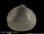 Image result for "kellia Suborbicularis". Size: 150 x 114. Source: naturalhistory.museumwales.ac.uk