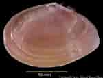 Image result for "tellina Tenuis". Size: 150 x 114. Source: naturalhistory.museumwales.ac.uk
