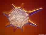 Image result for "heliodiscus Asteriscus". Size: 150 x 115. Source: www.pinterest.com.au