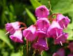 Image result for "phyllodoce Rosea". Size: 150 x 115. Source: www.flowers-gardens.net