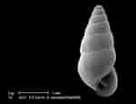 Image result for Hydrobiidae. Size: 150 x 115. Source: www.naturamediterraneo.com