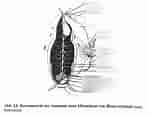 Image result for Euryxanthops Orientalis Anatomie. Size: 150 x 115. Source: quizlet.com