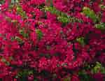 Image result for "bougainvillia Muscus". Size: 150 x 116. Source: horticulture.co.uk