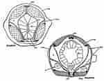 Afbeeldingsresultaten voor Spadella angulata Geslacht. Grootte: 150 x 116. Bron: www.researchgate.net