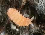 Image result for "paramisophria Giselae". Size: 150 x 116. Source: bugguide.net