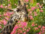Image result for Giraffe Flowers. Size: 150 x 116. Source: www.freeimages.com