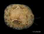 Image result for "lamellaria Perspicua". Size: 150 x 116. Source: conchsoc.org