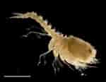 Image result for "nannastacus Unguiculatus". Size: 150 x 116. Source: plankton.image.coocan.jp