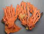 Image result for "clathria Coralloides". Size: 150 x 117. Source: www.exoticsguide.org