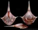 Afbeeldingsresultaten voor "diacria Trispinosa". Grootte: 150 x 117. Bron: gastropods.com