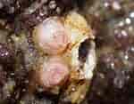 Image result for "paradexiospira Vitrea". Size: 150 x 117. Source: www.inaturalist.org