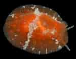 Image result for "lamellaria Perspicua". Size: 150 x 117. Source: www.jaxshells.org