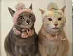 猫用帽子 兜 に対する画像結果.サイズ: 150 x 117。ソース: www.necoi-land.jp
