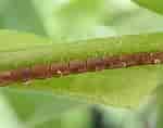 Afbeeldingsresultaten voor "phyllopus Helgae". Grootte: 150 x 118. Bron: bugguide.net