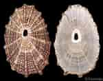 Image result for "diodora Graeca". Size: 150 x 118. Source: www.gastropods.com