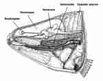 Image result for Wrakbaars Anatomie. Size: 150 x 118. Source: www.reefsecrets.org