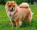 Image result for Chow Chow. Size: 146 x 120. Source: pupbreeds.com