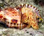 Image result for "charonia Variegata". Size: 146 x 120. Source: reefguide.org