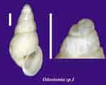 Image result for "odostomia Conoidea". Size: 150 x 120. Source: www.ne.jp