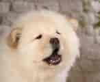 Image result for Chow Chow. Size: 146 x 120. Source: www.rover.com
