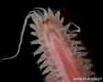 Image result for "sthenelais Boa". Size: 150 x 120. Source: www.biorede.pt