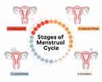 Image result for Menstrual Cycle. Size: 150 x 120. Source: goauntflow.com