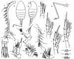 Image result for "mesaiokeras Semiplenus". Size: 150 x 121. Source: copepodes.obs-banyuls.fr