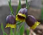 Image result for "fritillaria Formica". Size: 150 x 121. Source: garden.org