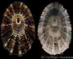 Image result for "diodora Graeca". Size: 150 x 121. Source: www.gastropods.com