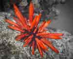 Afbeeldingsresultaten voor Red Slate Pencil Urchin. Grootte: 150 x 121. Bron: www.susanscott.net