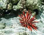Afbeeldingsresultaten voor Red Slate Pencil Urchin. Grootte: 150 x 122. Bron: dissolve.com