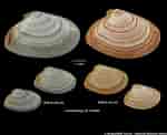 Image result for "tellina Tenuis". Size: 150 x 122. Source: naturalhistory.museumwales.ac.uk