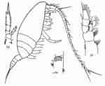 Image result for "monacilla Gracilis". Size: 150 x 123. Source: copepodes.obs-banyuls.fr