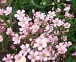 Image result for "lilyopsis Rosea". Size: 150 x 123. Source: www.wakerobin.co.nz