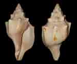 Afbeeldingsresultaten voor Spadella angulata Geslacht. Grootte: 150 x 125. Bron: www.pinterest.com