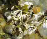 Image result for Semibalanus barnacles. Size: 150 x 125. Source: www.thenakedscientists.com
