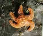 Image result for Asteriidae Feiten. Size: 150 x 126. Source: archives.evergreen.edu