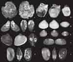 Image result for OSTREIDAE Feiten. Size: 150 x 127. Source: www.researchgate.net