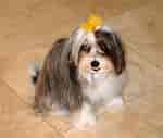 Image result for Chinese Crested - Powderpuff. Size: 150 x 127. Source: commons.wikipedia.org