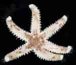 Image result for Asteriidae Anatomie. Size: 150 x 128. Source: www.invertebase.org