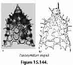 Afbeeldingsresultaten voor "pterocyrtidium Dogieli". Grootte: 146 x 129. Bron: www.uv.es