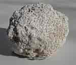 Image result for Brain Coral Fossil. Size: 150 x 129. Source: www.etsy.com