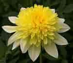 Image result for Dahlia Anemone Flower. Size: 150 x 129. Source: www.gardensonline.com.au