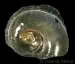 Tamaño de Resultado de imágenes de "atlanta Inclinata".: 150 x 129. Fuente: www.gastropods.com