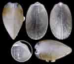 Image result for "limatula Subauriculata". Size: 150 x 129. Source: www.idscaro.net
